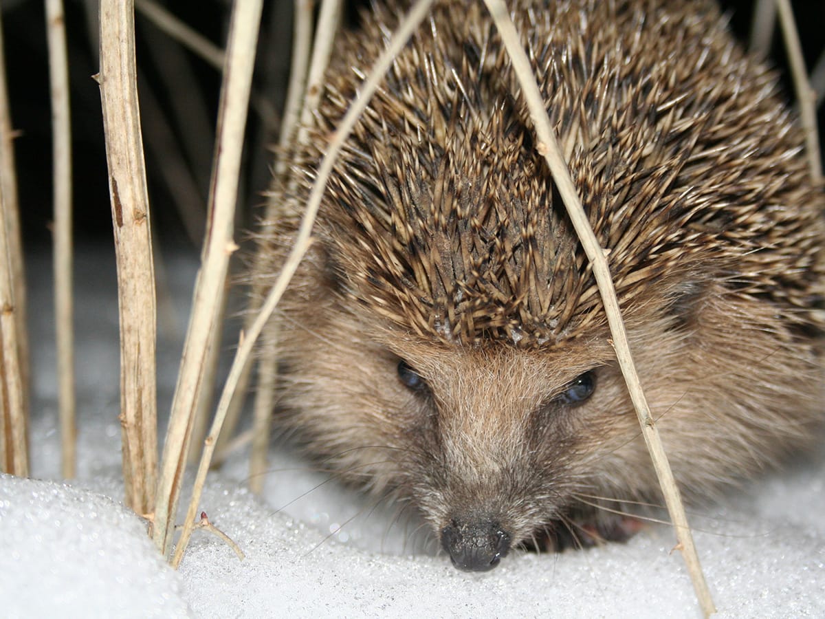5 Möglichkeiten das Gewächshaus im Winter optimal zu nutzen Winterquatier Igel Winterquatier Igel